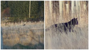 Incredible pictures captures huge cat prowling fields near Inverness
