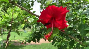 The worm goes into the red hibiscus flower and sucks the juice. Black red moth on a hibiscus flower, Insects on a red flower.