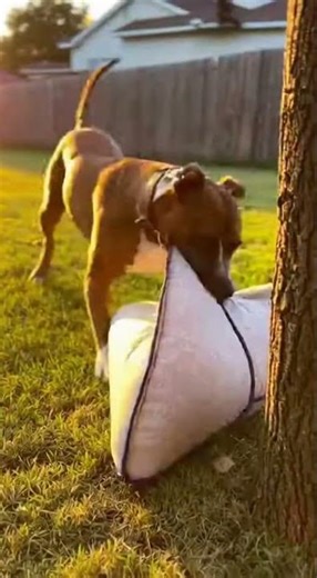 Kitten Trapped in Tree… Dog Finds a Solution 🌳🐶