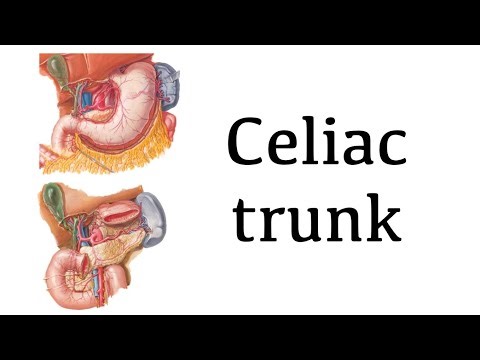 Celiac trunk anatomy