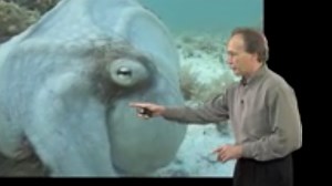 Rapid Adaptive Camouflage and Signaling in Cephalopods