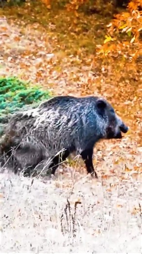 No One Expected the Wild Boar to Appear Here. #охота #hunting #wildlife #boar #animals #wildboar