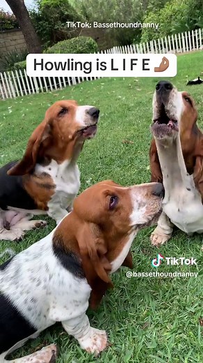 Understanding Basset Hound Behavior and Traits
