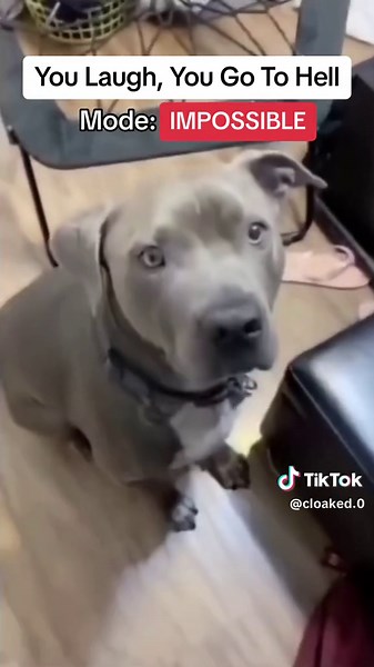 Takis Challenge: Try Not to Laugh!