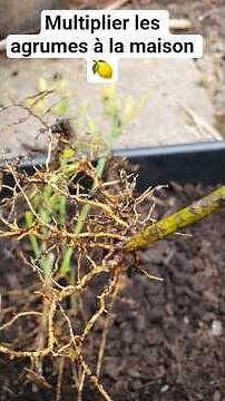 Multiplier les agrumes à la maison 🍋 #jardinage #jardin #potager
