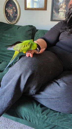 Bird owners especially know everything just crumbles to dust and debris. We know a solution for that 😉 #roomba #bird #pet #cleantok