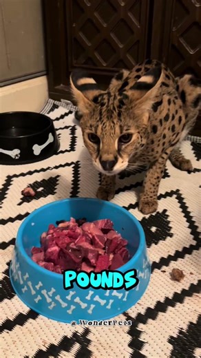 This TINY cat is illegal in 10 states 🚫