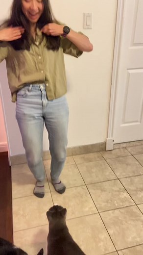 Clicker training for beginners #cattraining #cattricks #clickertraining #smartcats #clevercats #cats #catsoftiktok