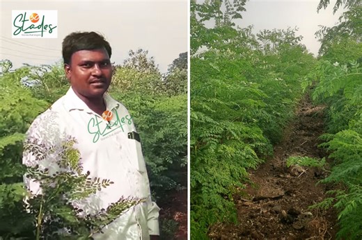 This moringa farmer clocks Rs10 lakh per acre in drought-prone Solapur; exports powder to the US