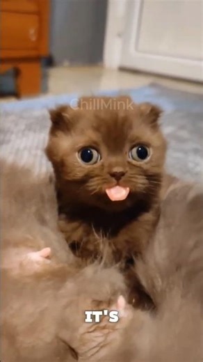 The Mystery of Cat Bleps! 🐱 Funny Cat Facts & Cute Cats #shorts