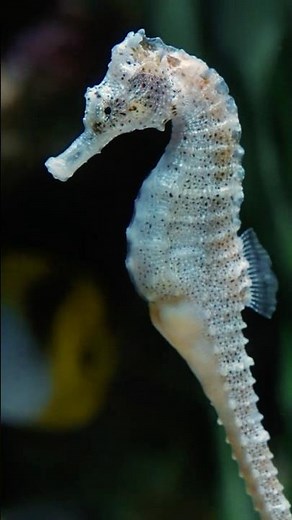 A Look from the Seahorse – Did He Just Blink?