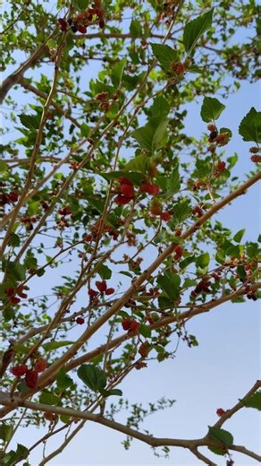 अपना सैंतुत का पेड़ 🌳 #saintut #villagelife #lifewithpreeti #minivlog #trendingaudio #farming