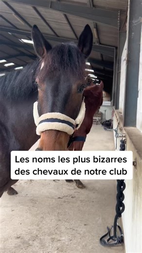 Les noms les plus bizarres des chevaux de notre club