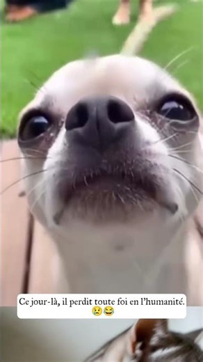 il ne fera jamais confiance #funny