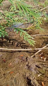 16K views · 51 reactions | Fish     #chipmunk #challenge #chipmunksoftiktok #chipmunks #chipmunksofinstagram #dinky #animal #funnyvideos #pet #doglover #reelsfbシ #fishing #fishinglife #saturday #fish #facebookpost #priorities #cute #cutegirl #grateful #dance #cutegirlthailand #cutebaby #beutiful #beefitswhatsfordinner #beefwellington #cooking #cookingvideo #fishing #fishingtrip | Beat Na | Facebook