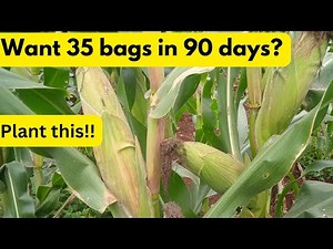Need 35 bags of maize in 90 days? Plant these Best Maize Varieties during the October 2024 Rains