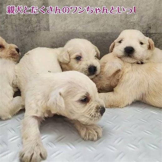 ティーカッププードル、ミニチュアシュナウザー、カニヘンダックスフンド、チワワ、ポメラニアン小型犬室内犬専門ブリーダー茨城県牛久市ココキッドhttps://koko-kid.com