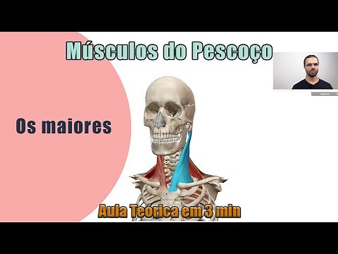 Neck Muscles - Theoretical - Human Anatomy