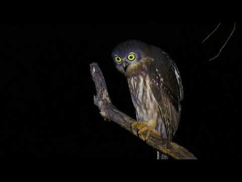 Barking owl calling (Ninox connivens)