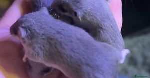 African Pygmy dormice (micro squirrels)