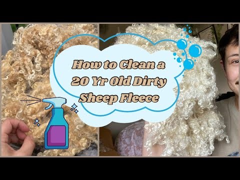 Cleaning 20 Yr Old Dirty Sheep Fleece: Tips for Stubborn Lanolin & Scouring