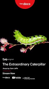 Sam Jaffe has dedicated his life to revealing the hidden world of caterpillars. 🐛 As Founder and Director of @thecaterpillarlab he and his team care for thousands of these remarkable creatures, using photography and live programs to showcase their vital role in our ecosystems. #TVOOriginal “The Extraordinary Caterpillar” highlights their important work, bringing audiences up close to the beauty and significance of these tiny superheroes of biodiversity. Stream the documentary for free: https://