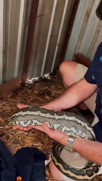 63K views · 1K reactions | No one was more thankful then the chooks that we got this one!  #snake #python #snakecatcher #carpetpython | Sunshine Coast Snake Catchers 24/7 | Facebook