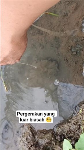 pergerakan seperti ini yang saya tunggu #mancing #shorts #shortsviral #fyp #fypシ゚viral