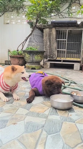 dogs fight over food #funny #dog#funny #puppy