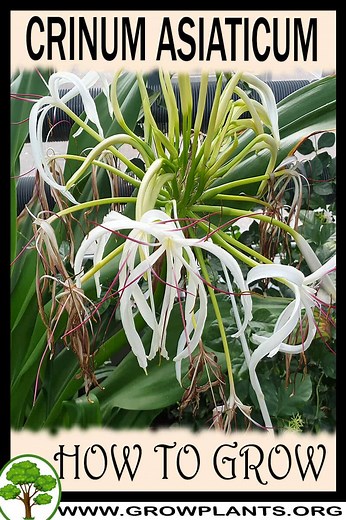 Crinum asiaticum - How to grow & care