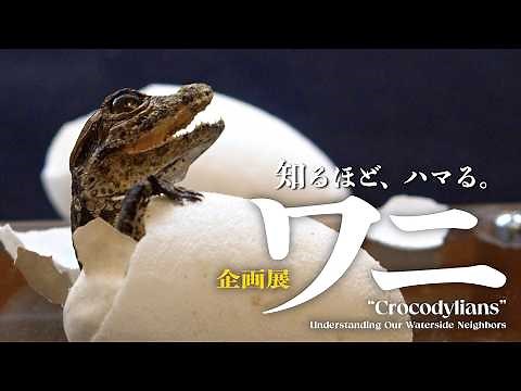 【国立科学博物館公式】知るほど、ハマる。 －企画展「ワニ」解説動画－