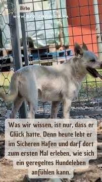 Birbo – no matter how small, a dog is still a dog_06/2026