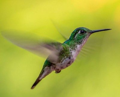 65 Hummingbird Quotes and Sayings to Inspire and Motivate You