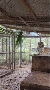 23K views · 433 reactions | Tiger demonstrates flossing teeth #tiger #bigcats #animalrescue #funny #animals | The CARE Foundation | Facebook