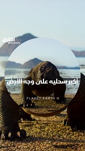 173K views · 2K reactions | طولها 3 أمتار ووزنها 70 كيلوغراماً، تعرفوا إلى أكبر سحلية في العالم الليلة في "Planet Earth 2" الساعة 9 بتوقيت #السعودية على #الشرق_ديسكفري. تابعوا الحلقة كاملة مباشر على الشرق NOW: https://asharq.net/6187Srd2S | الشرق ديسكفري حياة برية وطبيعة | Facebook