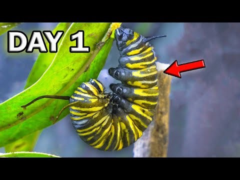 MONARCH BUTTERFLY EMERGES! ECLOSION from the CHRYSALIS | EPIC TIMELAPSE