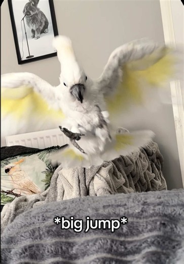 Dramatic or valid? 🤔😅 #parrotlife #cockatoo #parrotsoftiktok #comedy #petsoftiktok