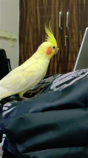 Pikachu is so Adorable #cockatiel #birds #parrot #cutepets #ytshorts