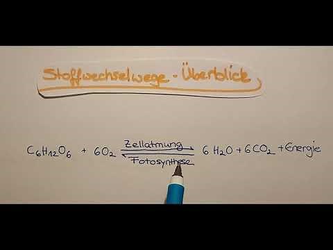 Stoffwechselwege im Überblick