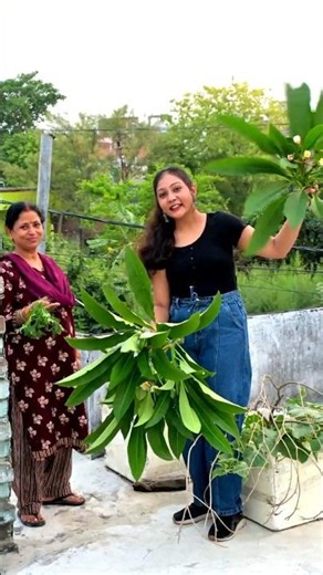 “Muh me raam, bagal me chhuri” nahi — bagal me pruning cutter hai❌😂🌿#plants #garden #gardening