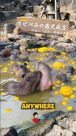 These Capybaras in Japan Live Better Than Us #shorts