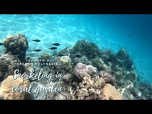 Snorkeling in Teahupo'o, Tahiti ✦ French Polynesia