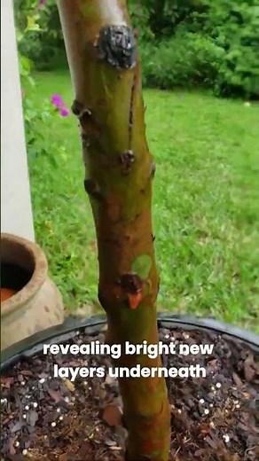 top 5 things you didn't know about the Rainbow Eucalyptus Tree