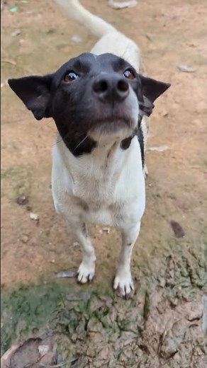 Curious Pup Moments Close-Up of an Adorable Dog Sniffing the Camera
