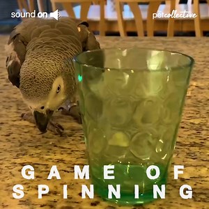 This bird knows how to make a good homemade disco ball! | Try Not to Laugh