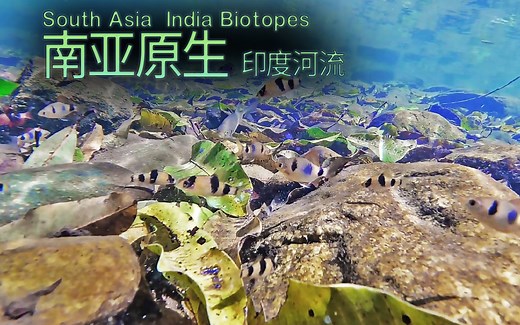 【南亚原生】（14） 印度河流 合集 4P