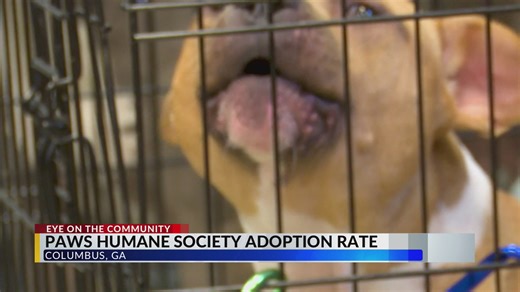 ‘We have so many’: Animal shelters struggle with overcrowding, especially dog adoptions