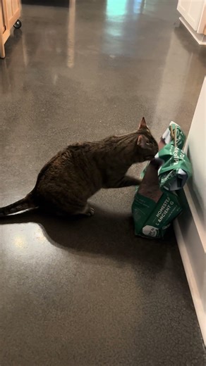 My Cat Has Those Moves! Get It Boxing Kitty!