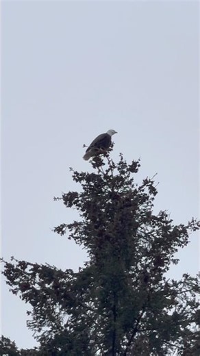 Bald Eagle on Our Douglas Fir Tree! #baldeagle #eagles #eagle #pnw