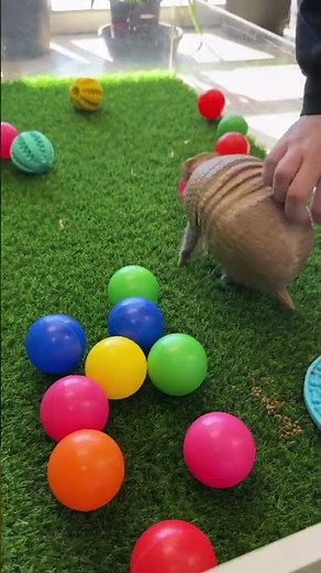 Armadillo playing with balls! 🥰❤️